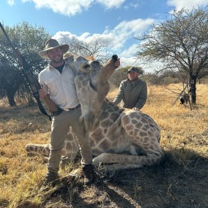 Giraffe Hunt South Africa