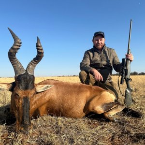 Red Hartebeest Hunt South Africa