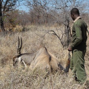 Eland Hunt Matetsi Zimbabwe