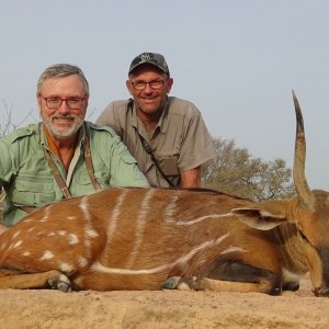 Harnessed Bushbuck Hunt Benin