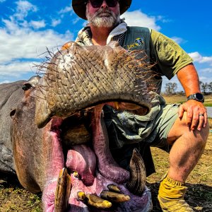 Hippo Hunt Zimbabwe