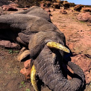 Elephant Hunt Zimbabwe