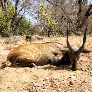 Bushbuck Hunt Zimbabwe