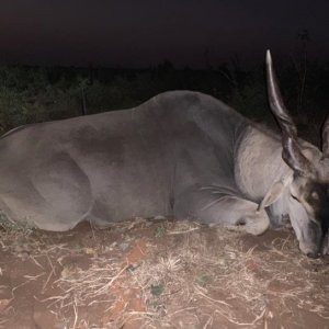 Eland Hunt Zimbabwe