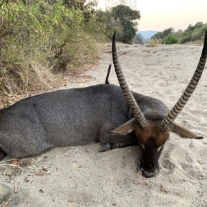 Waterbuck Hunt Zimbabwe