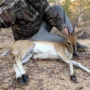 Duiker Hunt Zimbabwe