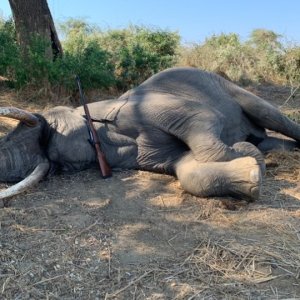 Elephant Hunt Zimbabwe