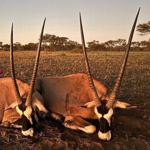 Gemsbuck Hunt Namibia