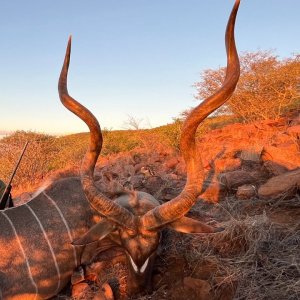 Kudu Hunt Namibia