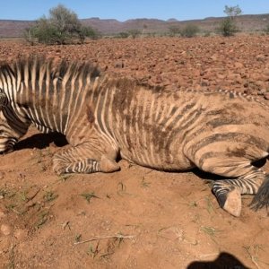 Zebra Hunt Namibia