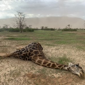 Giraffe Hunt Namibia