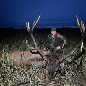 Red Stag Hunt Romania