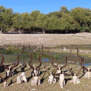 Trophy Hunt Botswana