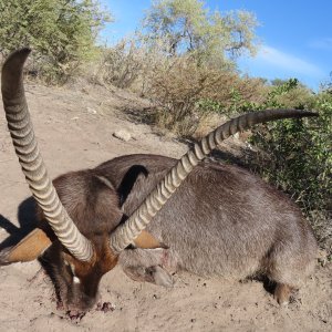 Waterbuck Hunt Botswana