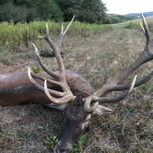 Red Stag Hunt Hungary