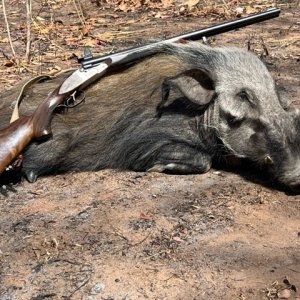 Bushpig Hunt Mozambique