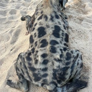 Spotted Hyena Hunt Tanzania