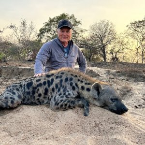 Spotted Hyena Hunt Tanzania