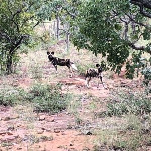 African Wild Dogs