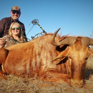 Golden Wildebeest Bow Hunt South Africa