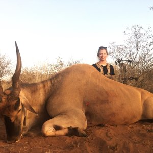 Eland Bow Hunt South Africa