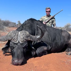 Cape Buffalo Hunt South Africa