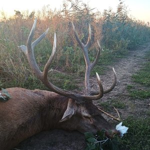 Red Stag Hunting Romania