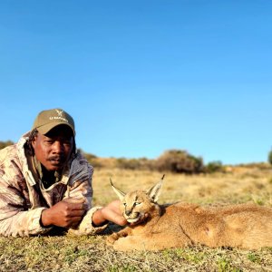 Caracal Hunt Eastern Cape South Africa