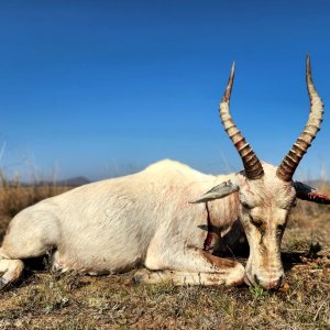 Blesbok Hunt Eastern Cape South Africa