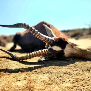 Blesbok Hunt Eastern Cape South Africa