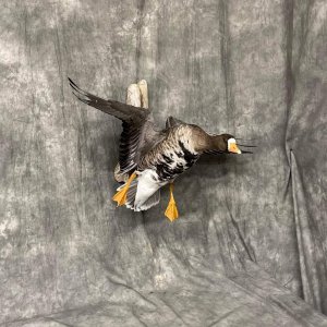 Goose Full Mount Taxidermy