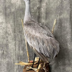 Sandhill Crane Full Mount Taxidermy