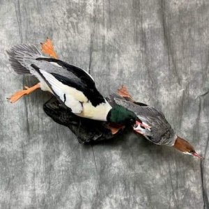 Merganser Full Mount Taxidermy