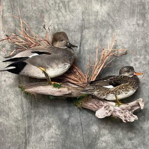 Duck Full Mount Taxidermy