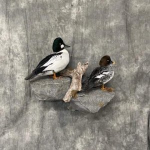 Golden-eye Duck Full Mount Taxidermy