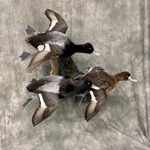 Bluebill Duck Full Mount Taxidermy