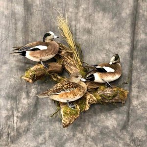 Long-Tailed Duck Full Mount Taxidermy