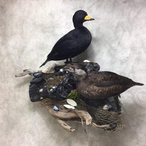 Black Scoter Full Mount Taxidermy