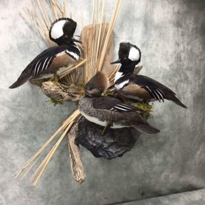 Hooded Merganser Full Mount Taxidermy