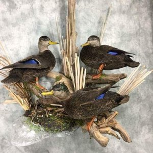 Mottled Duck Full Mount Taxidermy