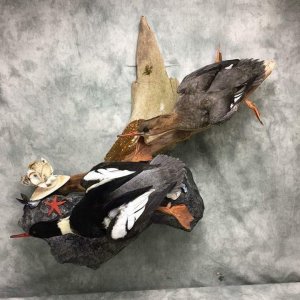 Duck Full Mount Taxidermy