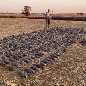 High volume Doves and Pigeons South Africa