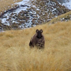 Bull Tahr- Private wilderness land