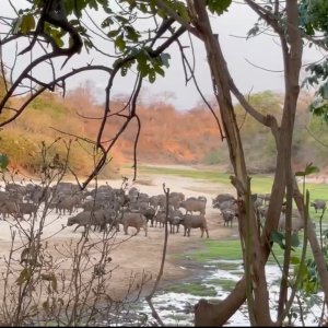 Buffalo Herd Zimbabwe