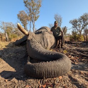 Elephant Hunt Zimbabwe