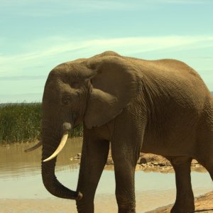 Addo National Elephant Park