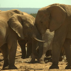 Addo National Elephant Park