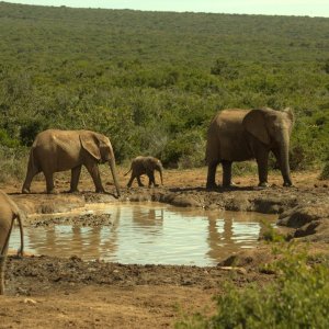 Addo National Elephant Park