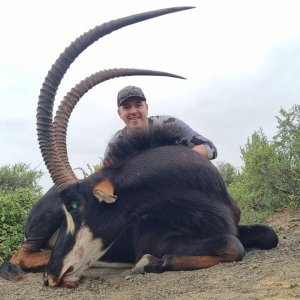 Sable Hunt Eastern Cape South Africa