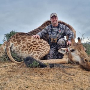 Giraffe Hunt Eastern Cape South Africa